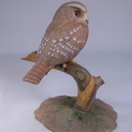 5-7/8″ Ferruginous Pygmy Owl
