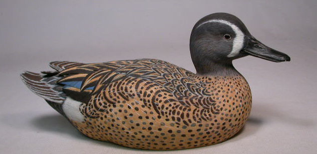 bluewingedteal3