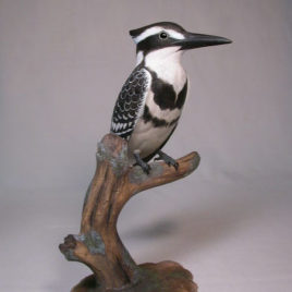 11-1/2″ Lesser Pied Kingfisher