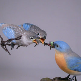 Eastern Bluebird (Female) with 2 Babies