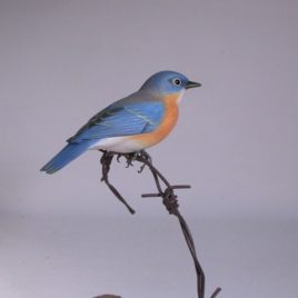 Eastern Bluebird on wire#2 (Female)