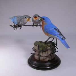 Eastern Bluebird (Male) with 2 Babies