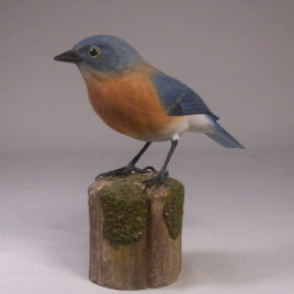 Eastern Bluebird (Female) #1