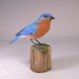 Eastern Bluebird (Male) #1