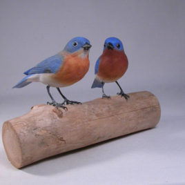 Pair of Eastern Bluebird male and female #2