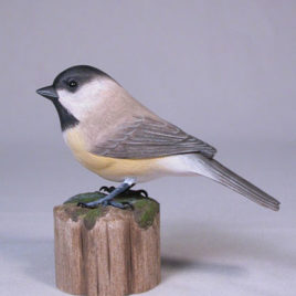 Carolina Chickadee