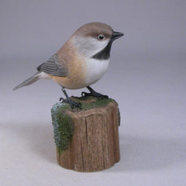 Boreal Chickadee