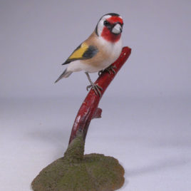 European Goldfinch #3