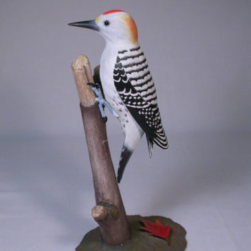 8″ Golden-fronted Woodpecker