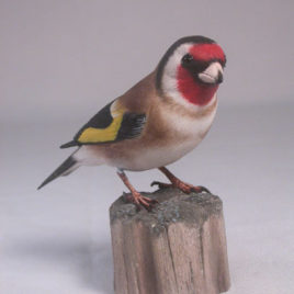 European Goldfinch #1