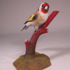 European Goldfinch #2