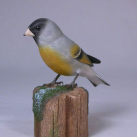 Lawrence’s Goldfinch