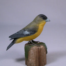 Lesser Goldfinch #1