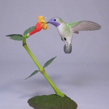 Open-Winged Costa’s Hummingbird