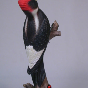 7-3/4″ Ivory-billed Woodpecker (Male)