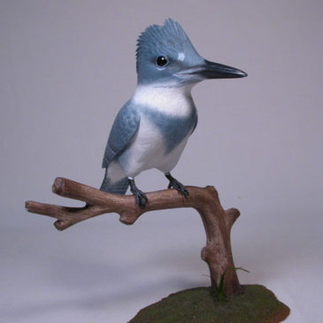 Life size 9-1/4″ Belted Kingfisher