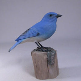 Mountain Bluebird #1