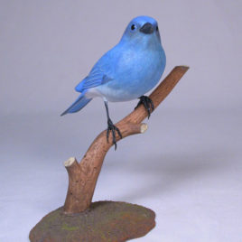 Mountain Bluebird #2