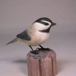 Mountain Chickadee #1