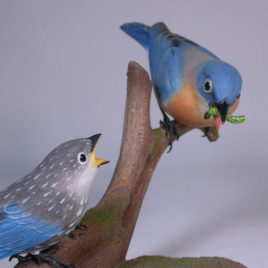 Eastern Bluebird (Female)with a Baby