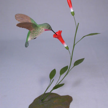 Open-winged Broad-tailed Hummingbird #2