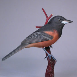 Orchard Oriole #1