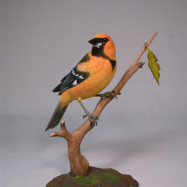Altamira Oriole