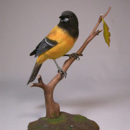 Audubon’s Oriole