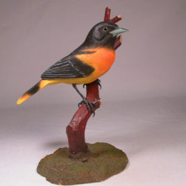 Baltimore Oriole #2
