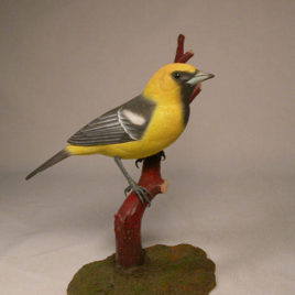 Hooded Oriole