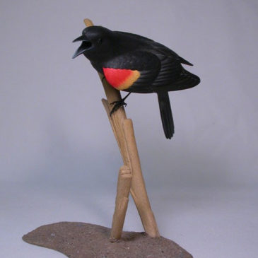 Open-winged Red-winged Blackbird