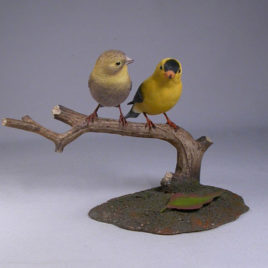 Pair of American Goldfinches (Male and Female) #1