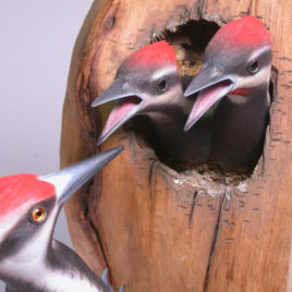 Pileated Woodpecker with Babies