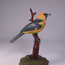 Spot-breasted Oriole