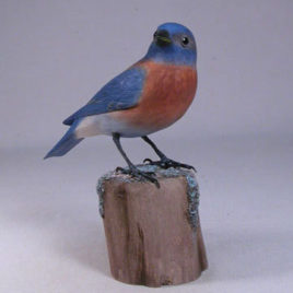Western Bluebird #1