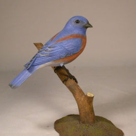 Western Bluebird #2