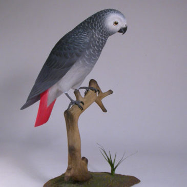 10-1/2″ African Grey Parrot