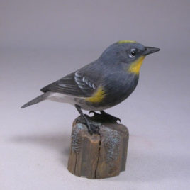 Audubon’s Warbler#1