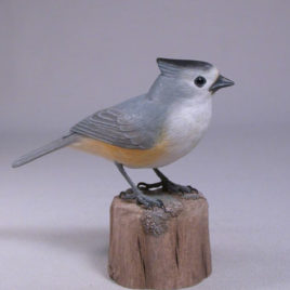 Black-crested Titmouse-1