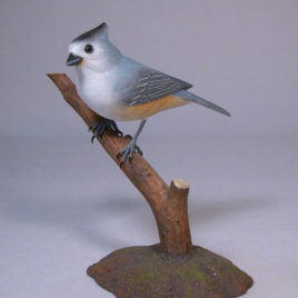 Black-crested Titmouse on branch