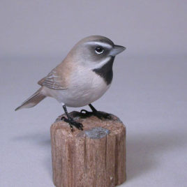 Black-throated Sparrow