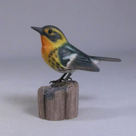 Blackburnian Warbler #1