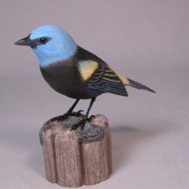 Blue-necked Tanager