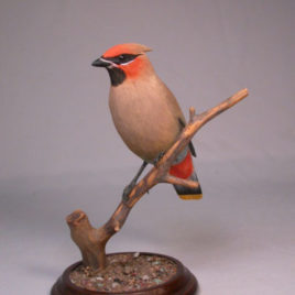 Bohemian Waxwing