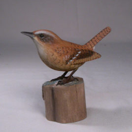 Carolina Wren #1