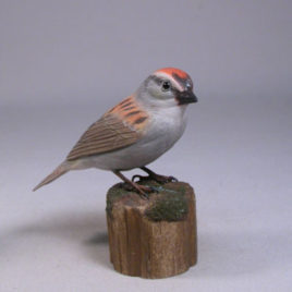 Chipping Sparrow