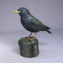 European Starling