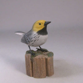 Hermit Warbler