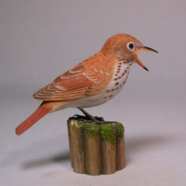 Hermit Thrush