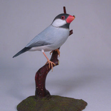 6″ Java Sparrow